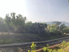 -中山市树木园