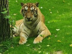 -北京野生动物园