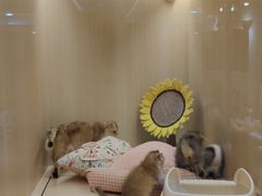 -momokira米努特·德文卷毛猫·棉花面纱犬