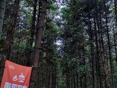-重庆睡佛山森林公园