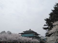 -武汉大学-樱园