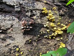 -武吉知马自然保护区