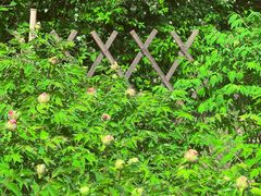 -黑龙江省森林植物园