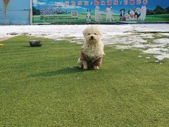 -宠物寄养训练学校