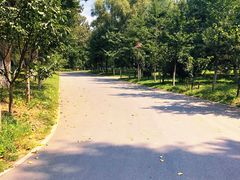 -长白岛森林公园