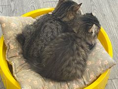 -猫亿天猫咖