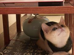 -袖虎·猫馆(体育西路店)