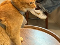 -Again Coffee Roaster(香蜜湖店)