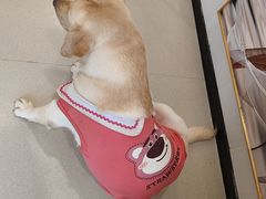 -共舞时光猫咖·狗咖(新街口店)
