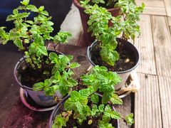 -UPUPKAFE  立咖啡(浏城桥店)