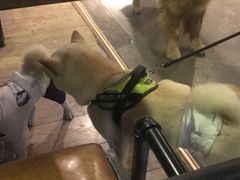 -百好乐宠物友好餐厅(朝外大街店)