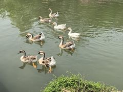 -洛阳市隋唐城遗址植物园