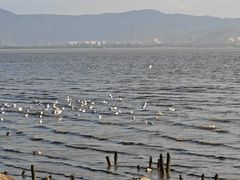 -深圳湾公园(南山区)