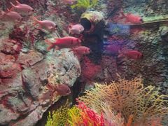 -太平洋海底世界