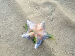 -日照灯塔风景区