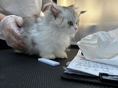 -babydoll猫舍·米努特·德文·缅因(久光中心店)