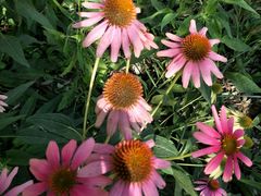 -北京国际鲜花港