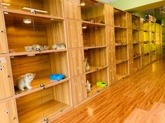 -猫十亿·布偶金渐层·曼基康矮脚猫舍(青年路店)