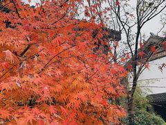 -同里国家湿地公园