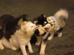 -汪烤记万州烤鱼(来凤路店)