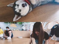 -Husky Go! 哈士奇体验馆·宠物咖啡厅狗咖