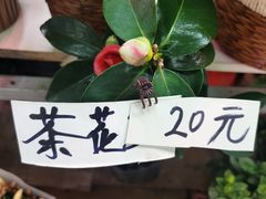 -花鸟鱼虫鲜花绿植市场(玉泉路店)