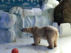 -芜湖新华联大白鲸海洋公园