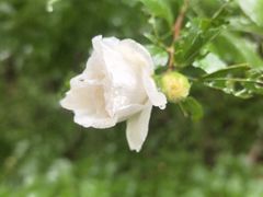 -都江堰中华大熊猫苑