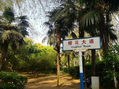 -武汉大学-樱园
