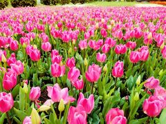-上海鲜花港