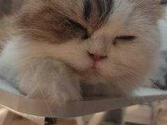 -COLOR PETS 撸猫馆·购猫·猫咖(长风大悦城店)