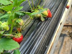 -甜心庄园·甜心草莓采摘园(西青中北店)