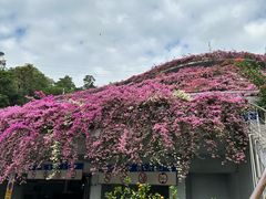 -深圳仙湖植物园