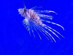 -芜湖新华联大白鲸海洋公园