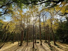 -上海共青森林公园