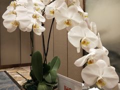 -领事馆19号中餐厅(厦门海景洲际酒店)