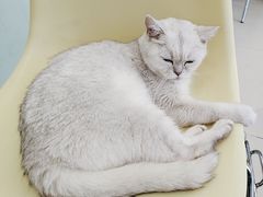 -怪兽屋·羊驼·猫咖·狗咖(俊华广场店)