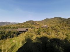 -大唐贡茶院
