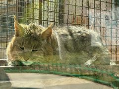 -青藏高原野生动物园