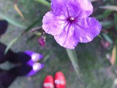 -昆山城市生态森林公园