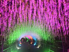 -大塘金香草谷