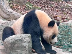-都江堰中华大熊猫苑