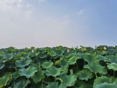 -嘉北郊野公园