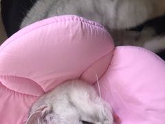 -喜多萌中农锦绣动物医院24H·猫科·牙科MRI·CT