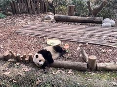 -成都大熊猫繁育研究基地