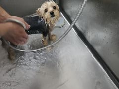 -翊宠yipet猫狗购宠庄园犬舍•猫舍