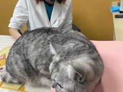 -美联众合动物医院(·中兽医·疑难杂症·严家桥分院)