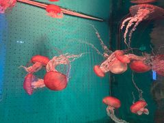 -厦门海底世界