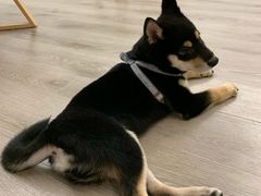 -浣熊柯尔鸭土拨鼠·电玩咖
