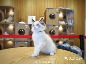 幺社领猫馆真的太棒了吧！